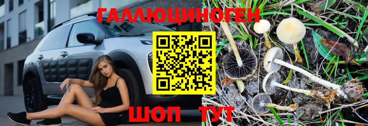 Галлюциногенные грибы Psilocybe Санкт-Петербург